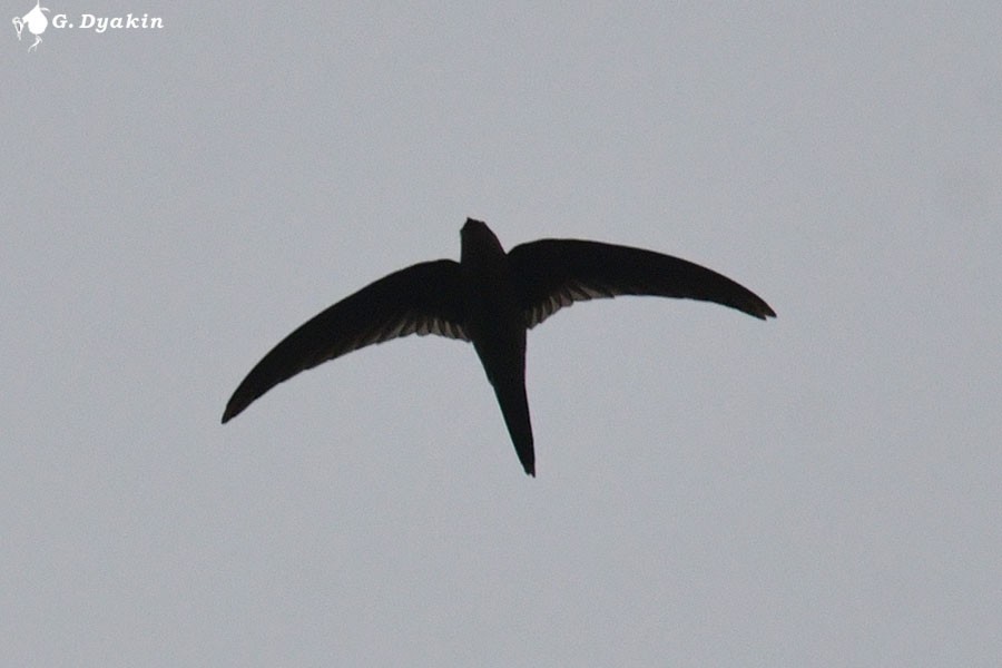 Asian Palm Swift - ML639625618
