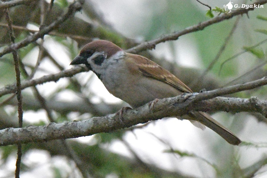 Eurasian Tree Sparrow - ML639625626