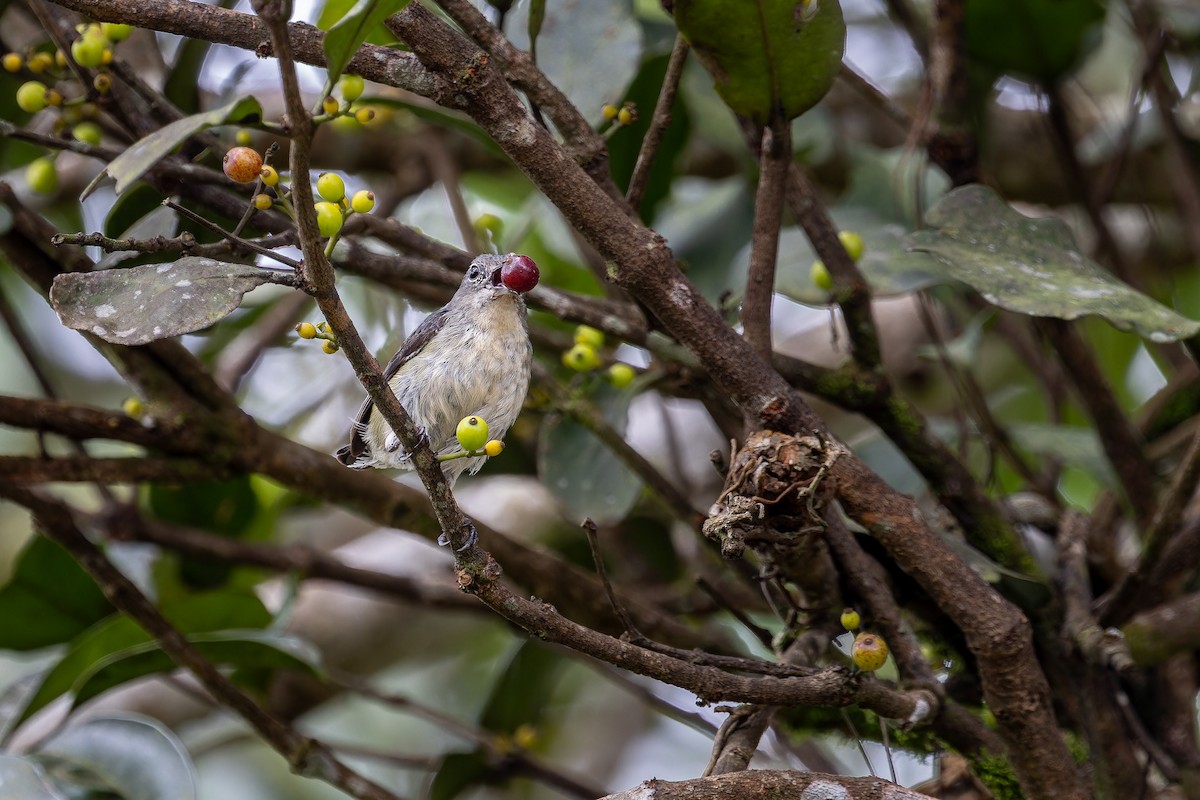 Cambodian Flowerpecker - ML639625643