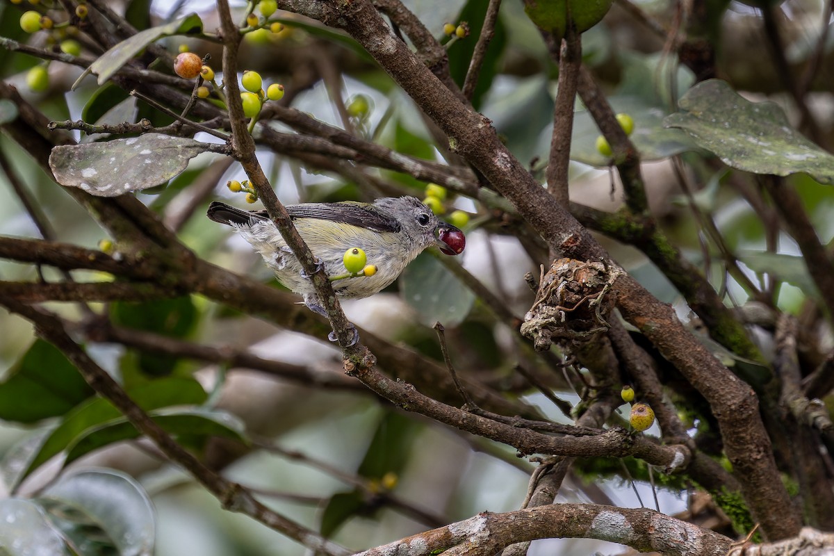 Cambodian Flowerpecker - ML639625644