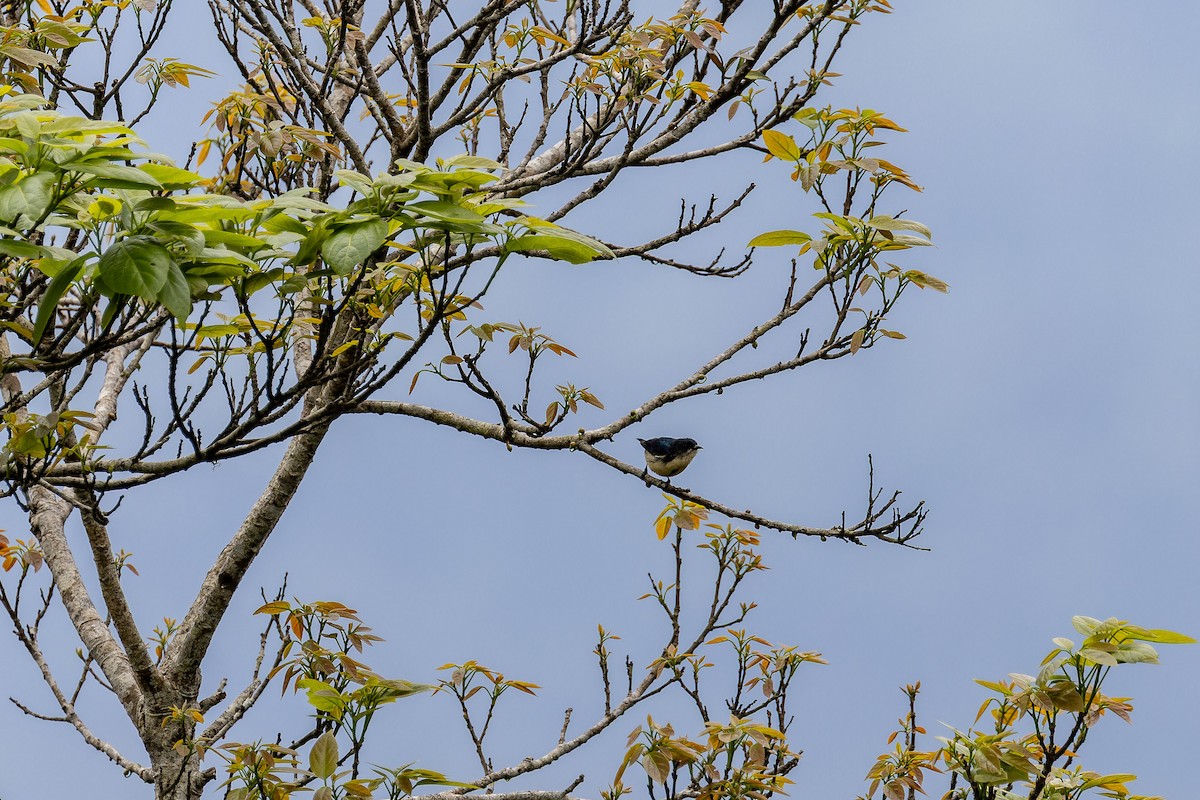 Cambodian Flowerpecker - ML639625645