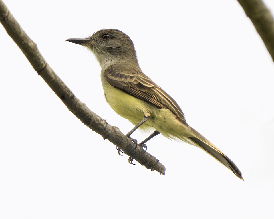 Short-crested Flycatcher - ML639625690