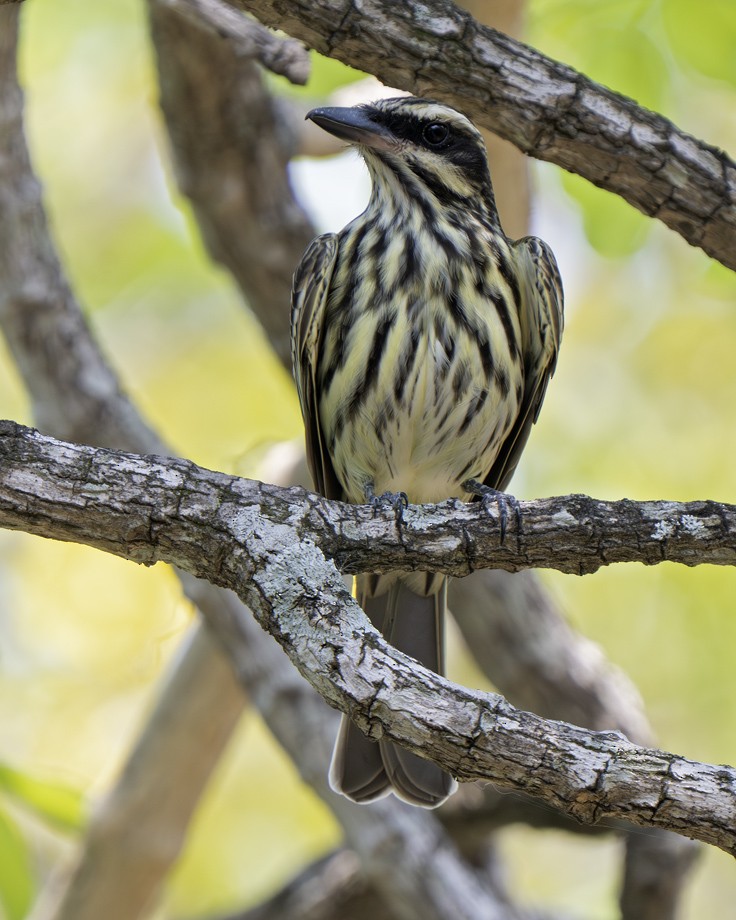 Streaked Flycatcher - ML639625694