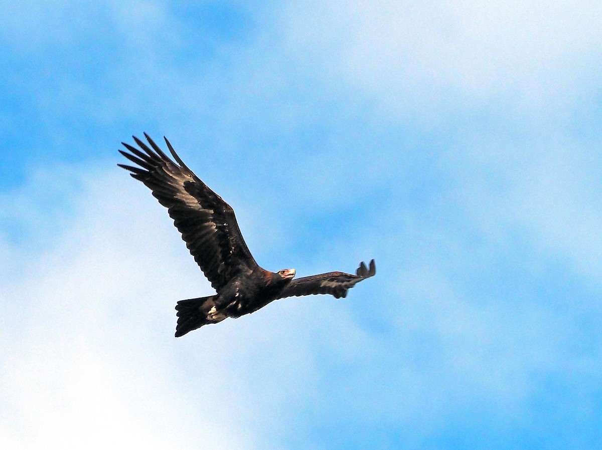 Aigle d'Australie - ML639625695