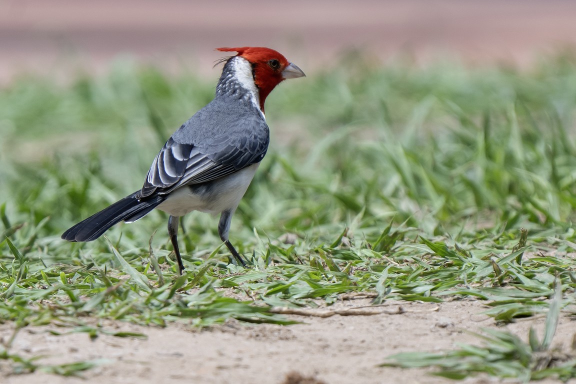 Red-crested Cardinal - ML639625699