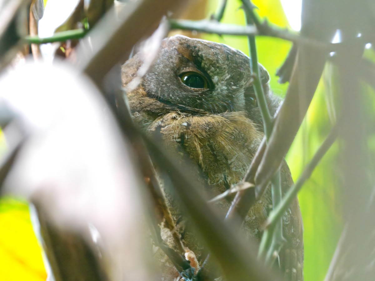 Madagascar Scops-Owl (Rainforest) - ML639625733