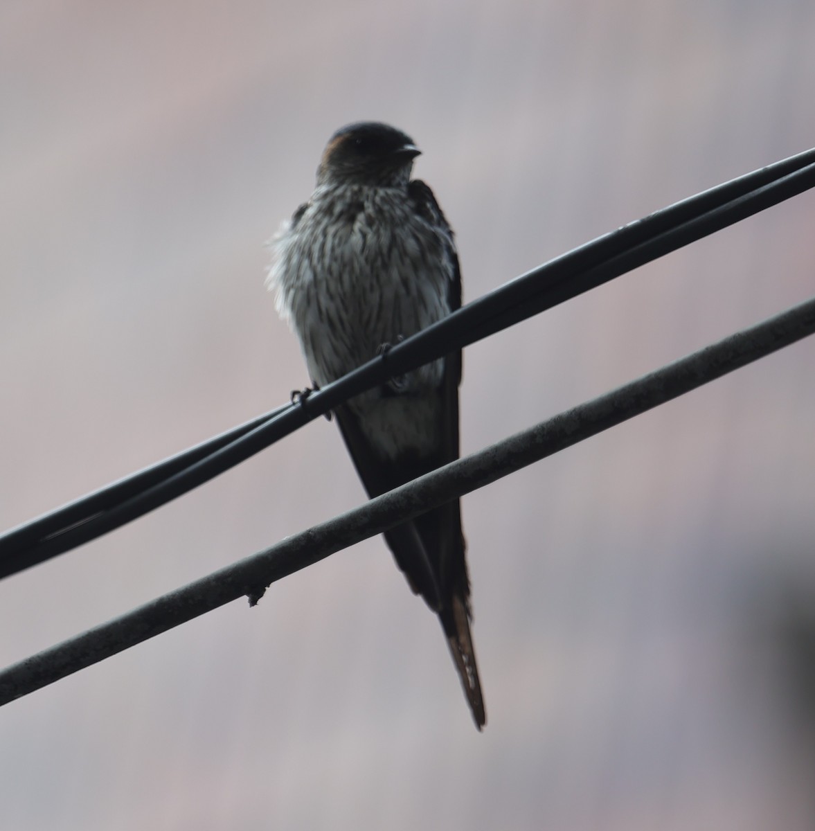 Eastern Red-rumped Swallow - ML639625772