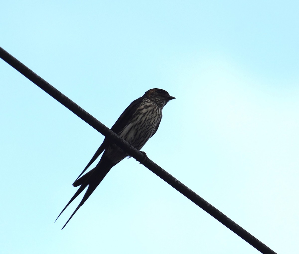 Eastern Red-rumped Swallow - ML639625785