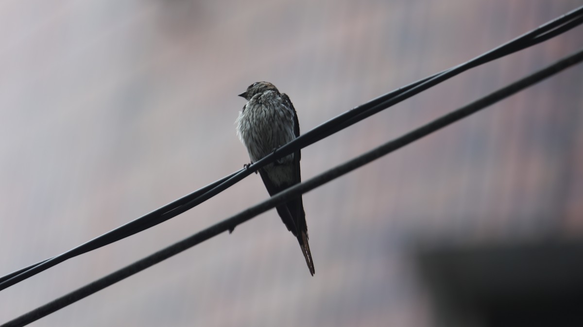 Eastern Red-rumped Swallow - ML639625803