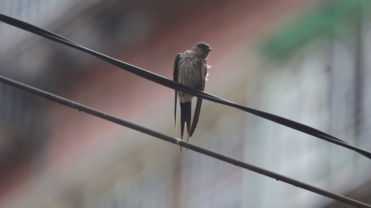 Eastern Red-rumped Swallow - ML639625810