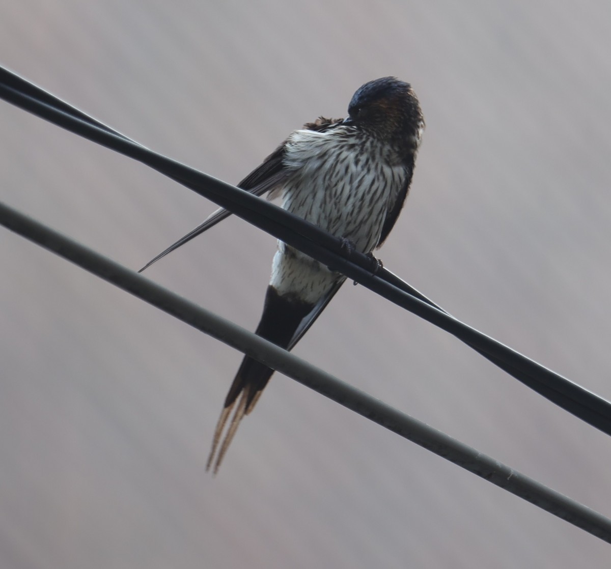 Eastern Red-rumped Swallow - ML639625826