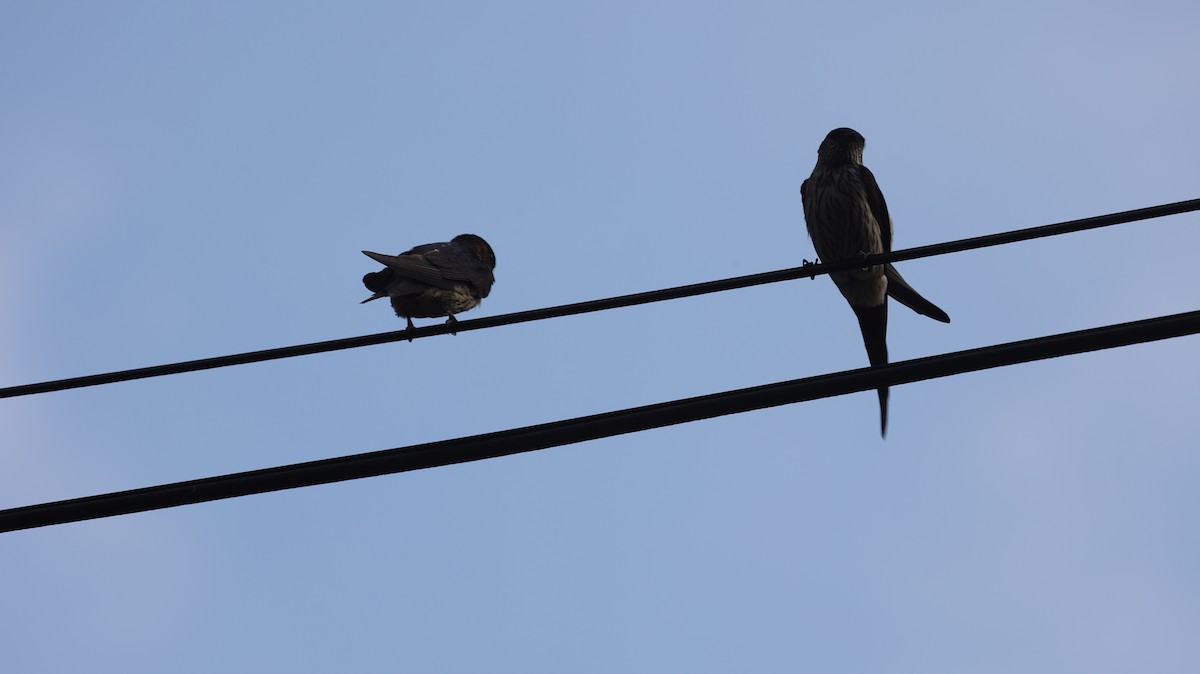Eastern Red-rumped Swallow - ML639625856
