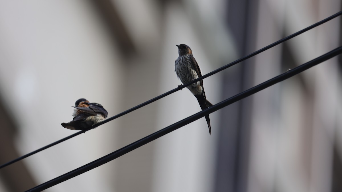 Eastern Red-rumped Swallow - ML639625863