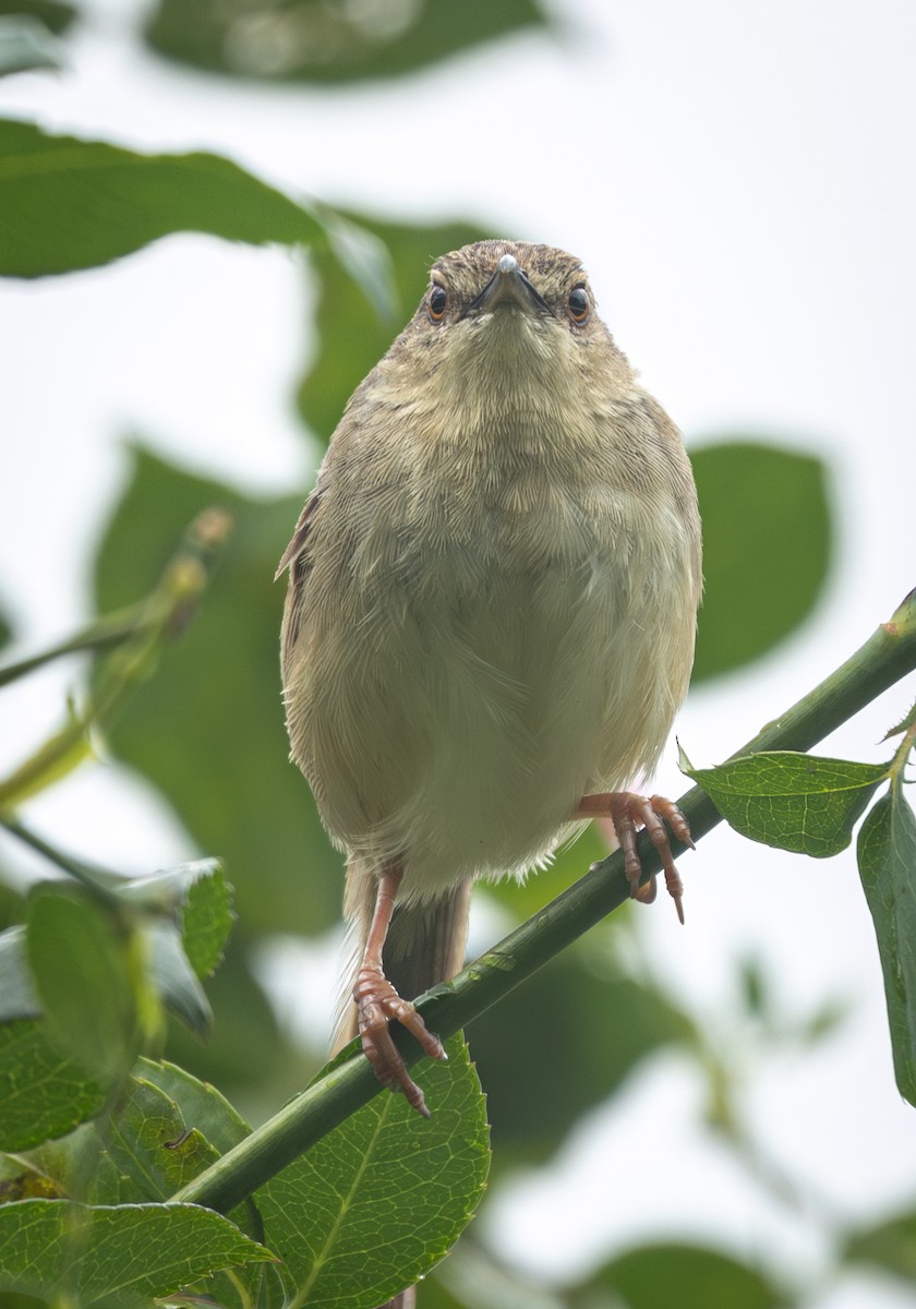 Annam Prinia - ML639625900