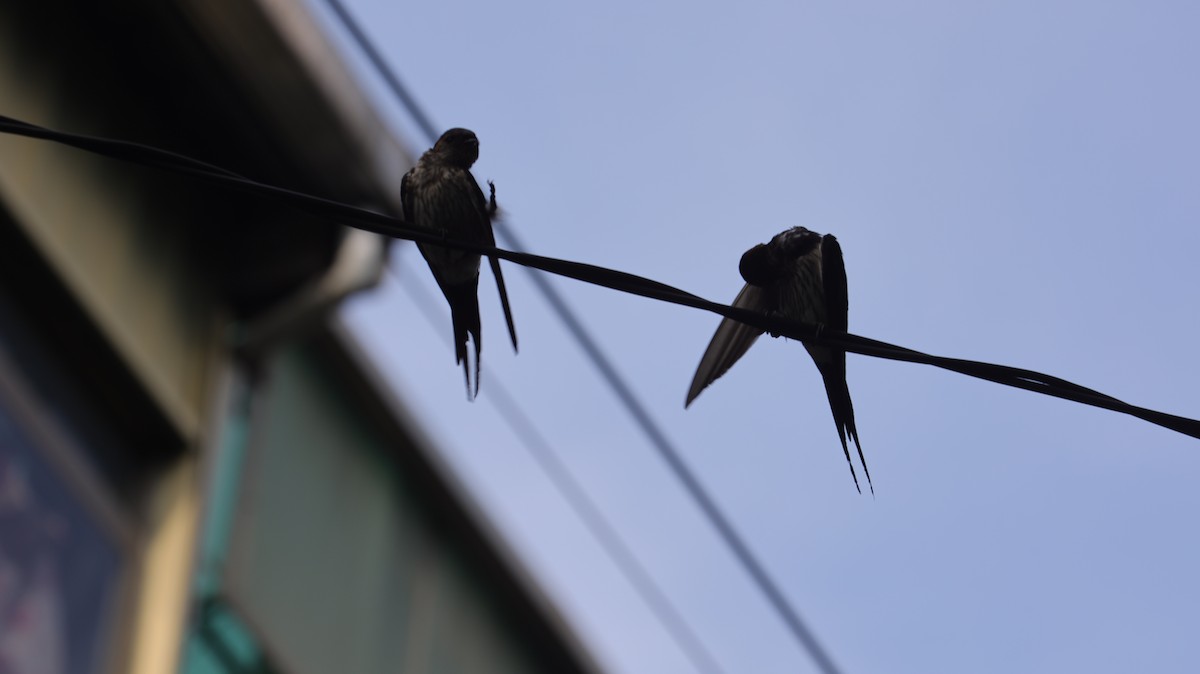 Eastern Red-rumped Swallow - ML639625926