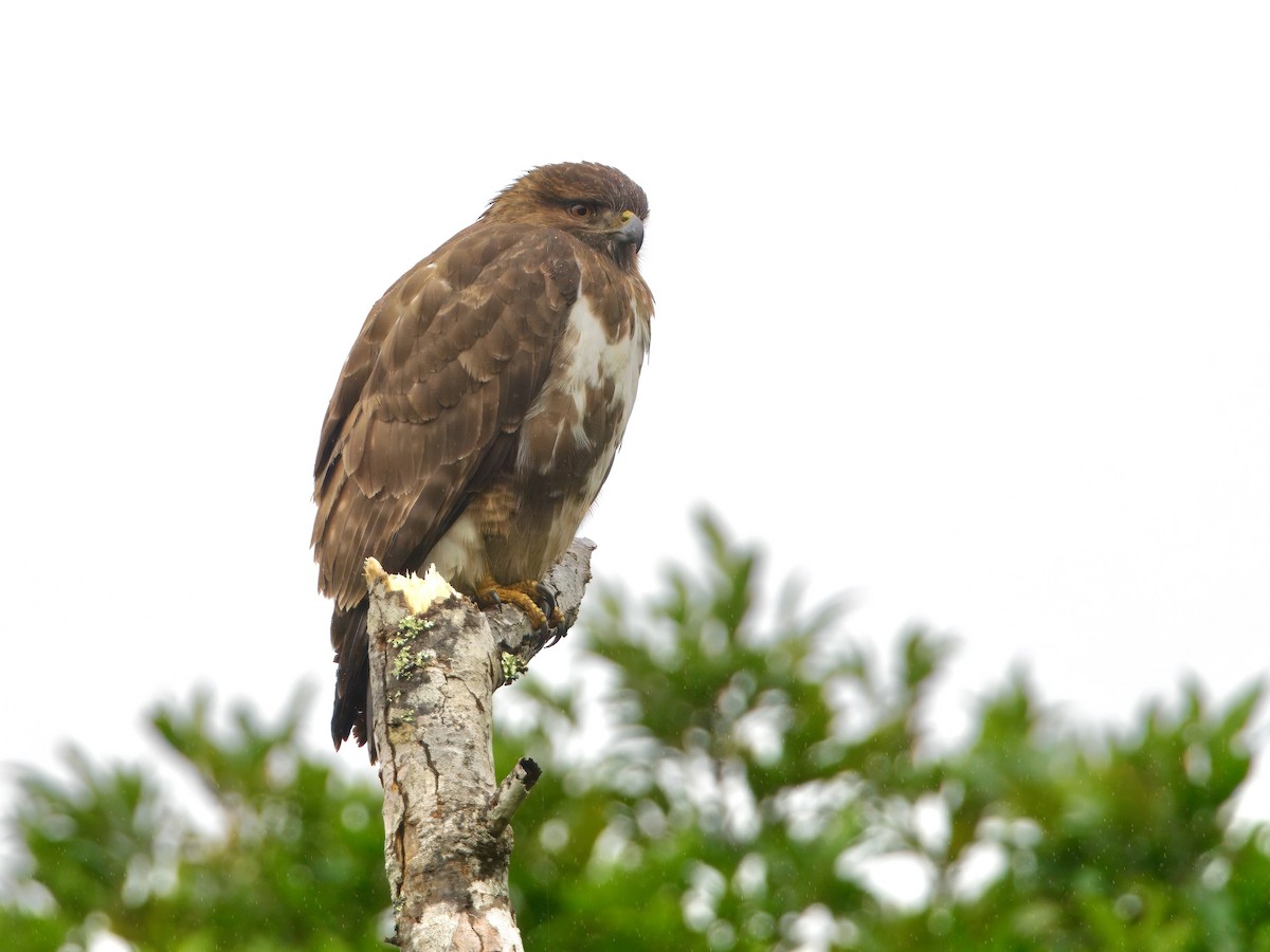 Madagascar Buzzard - ML639625993