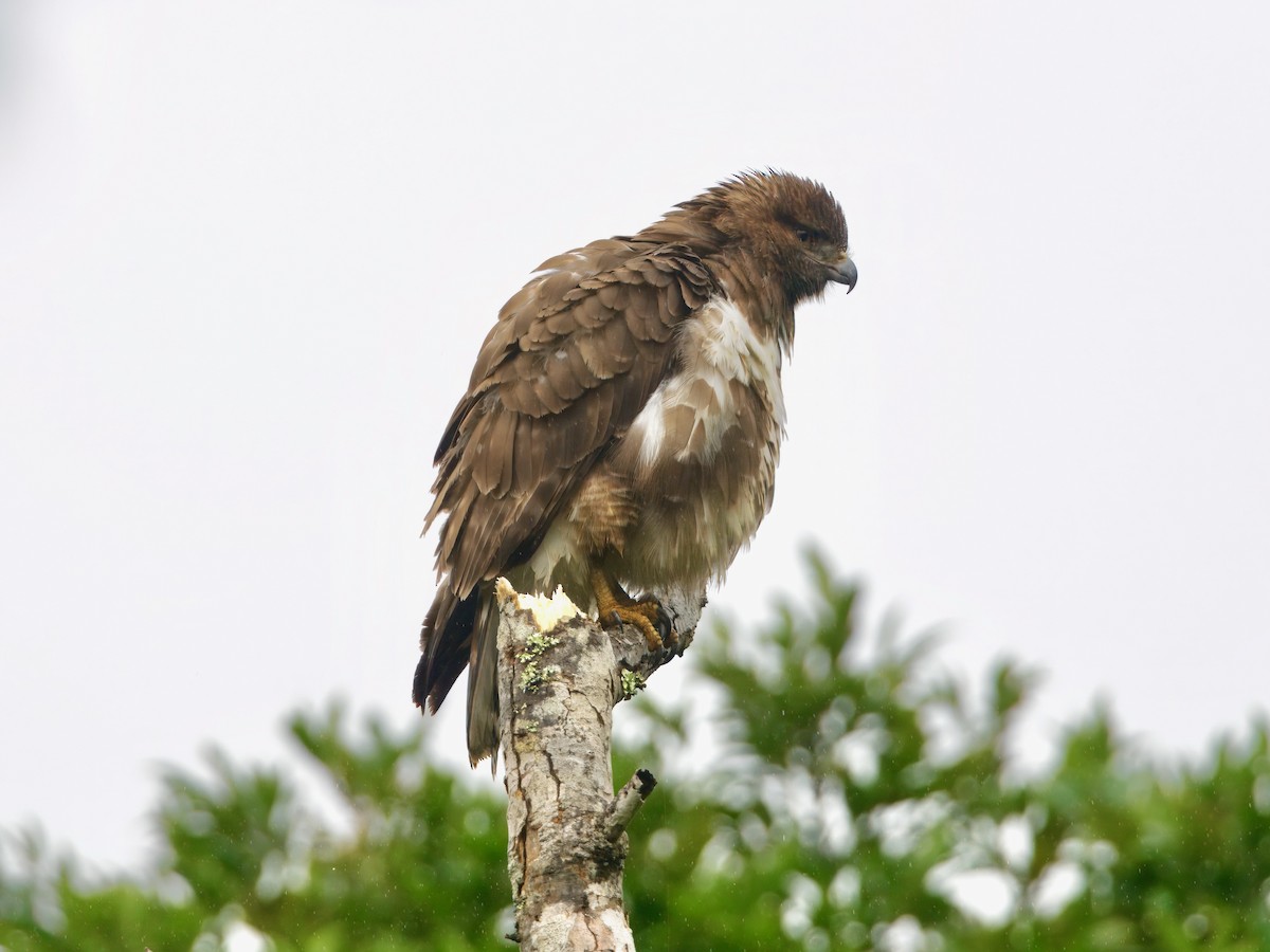 Madagascar Buzzard - ML639625994