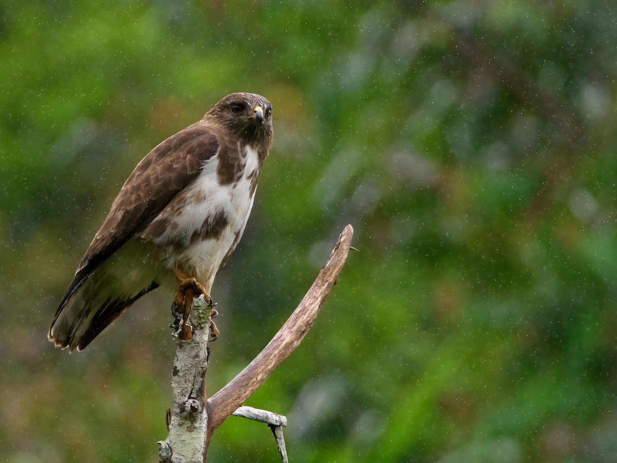 Madagascar Buzzard - ML639625995