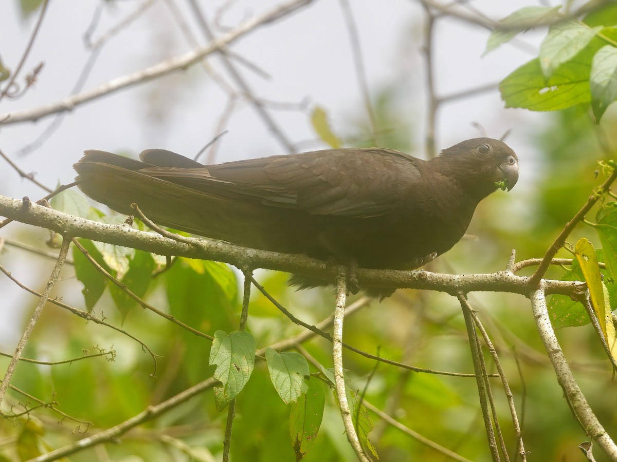 Lesser Vasa Parrot - ML639626025