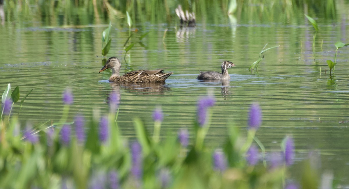 Pied-billed Grebe - ML639626063