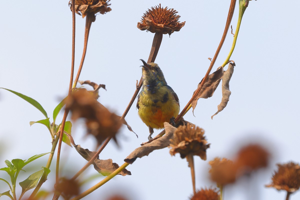 sunbird sp. - ML639626067