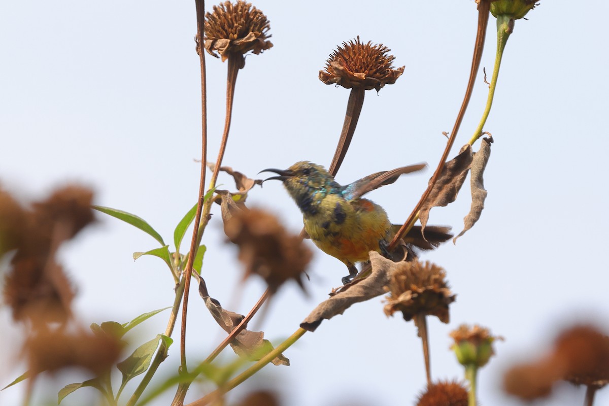 sunbird sp. - ML639626068