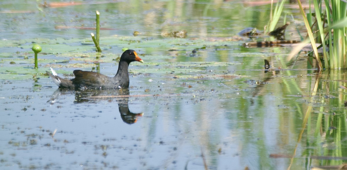 Common Gallinule - ML639626073