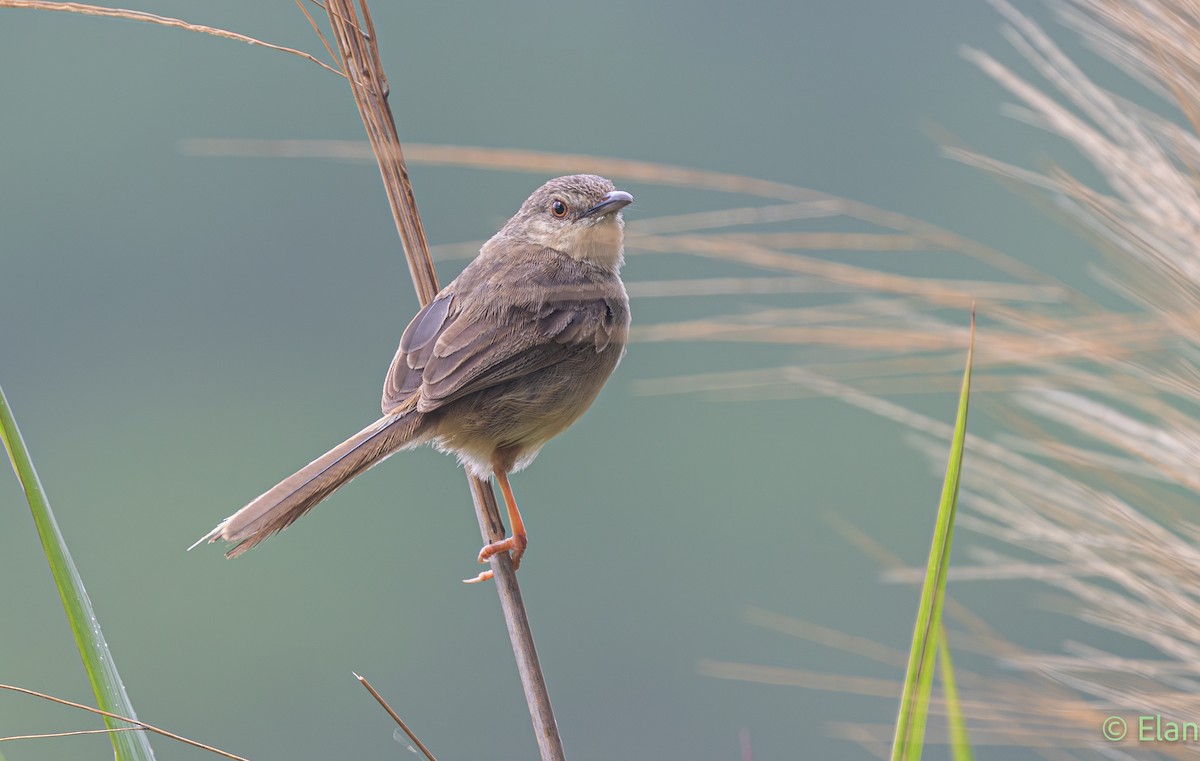 Annam Prinia - ML639626098