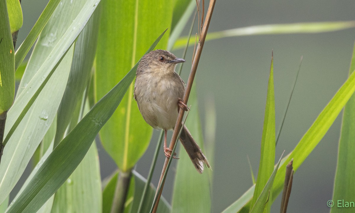 Annam Prinia - ML639626174