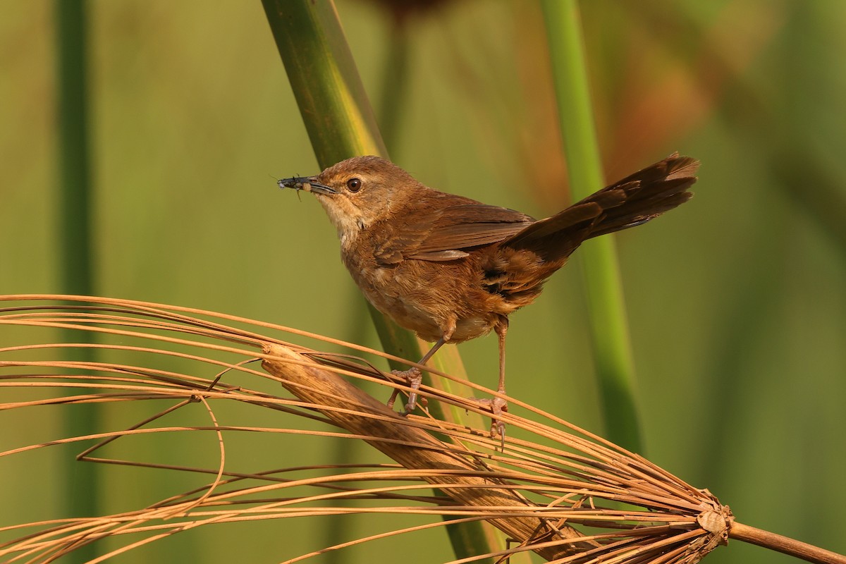 Highland Rush Warbler - ML639626188