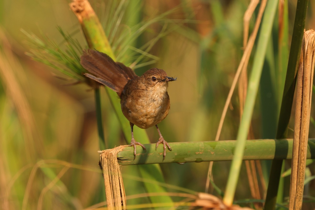Highland Rush Warbler - ML639626204