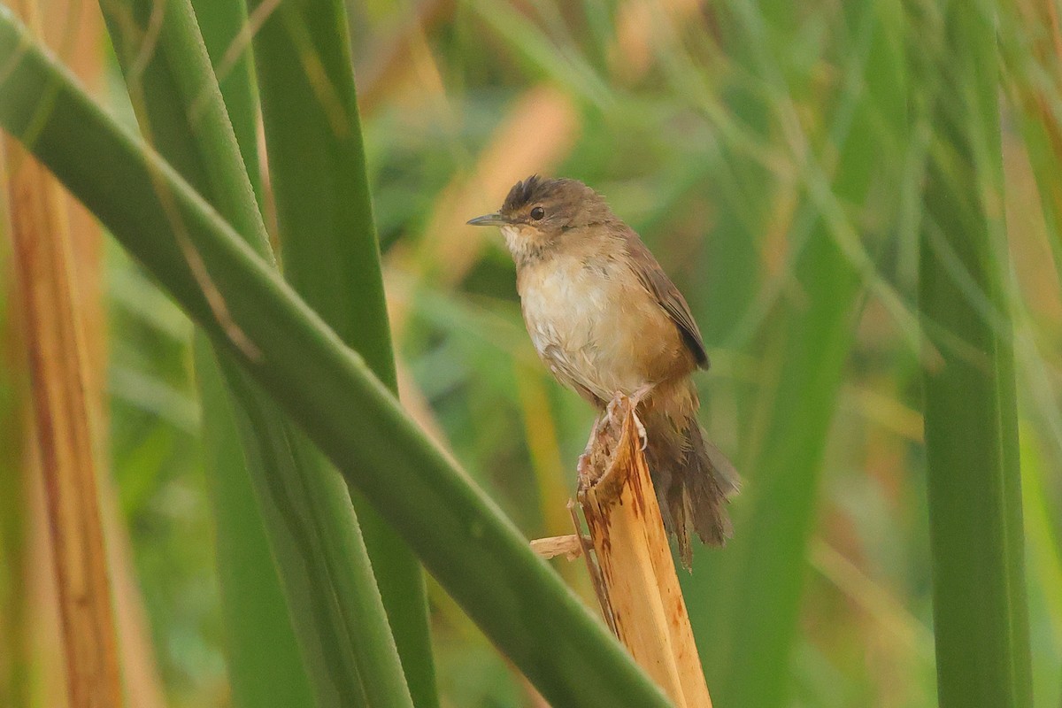 Highland Rush Warbler - ML639626207