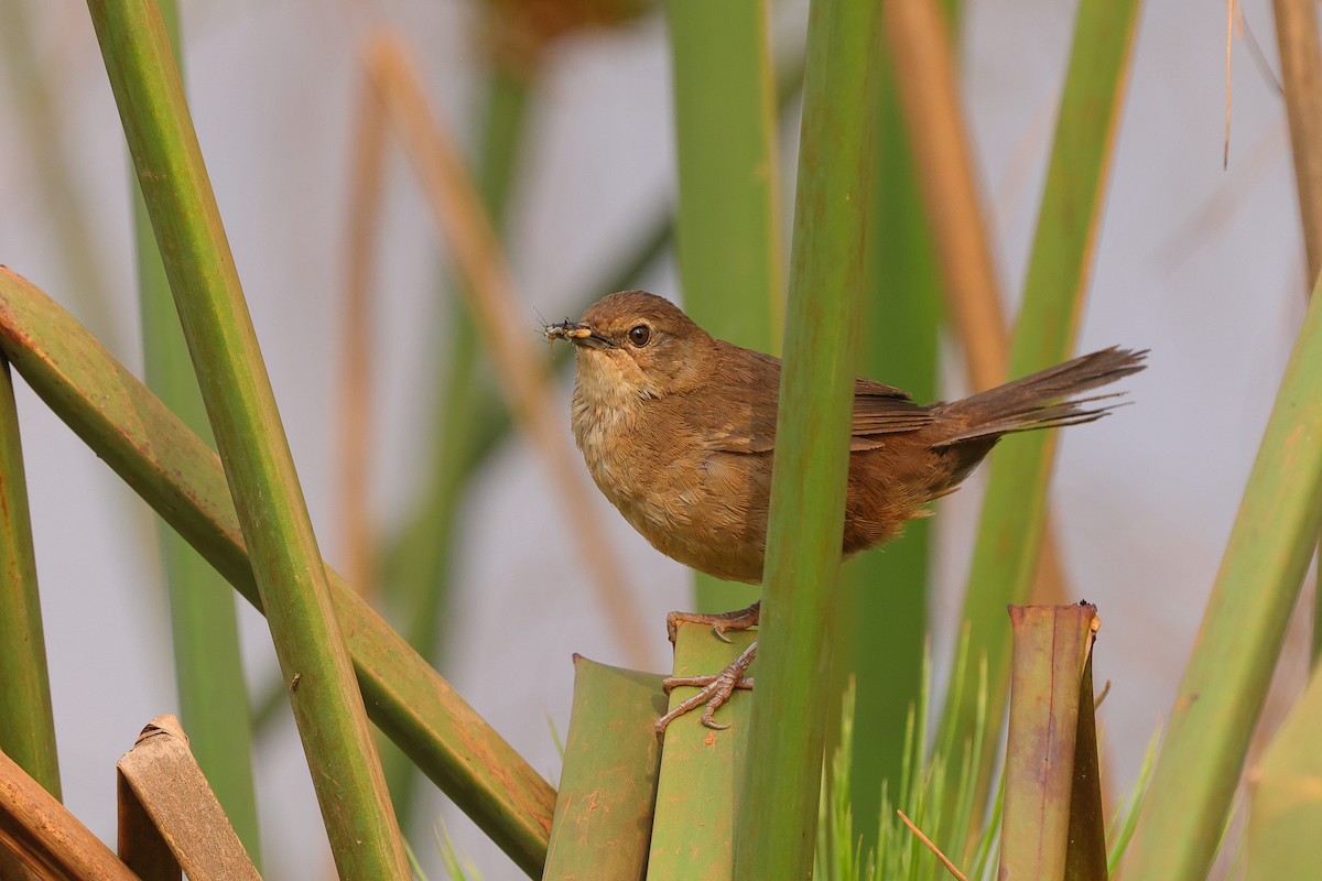 Highland Rush Warbler - ML639626212