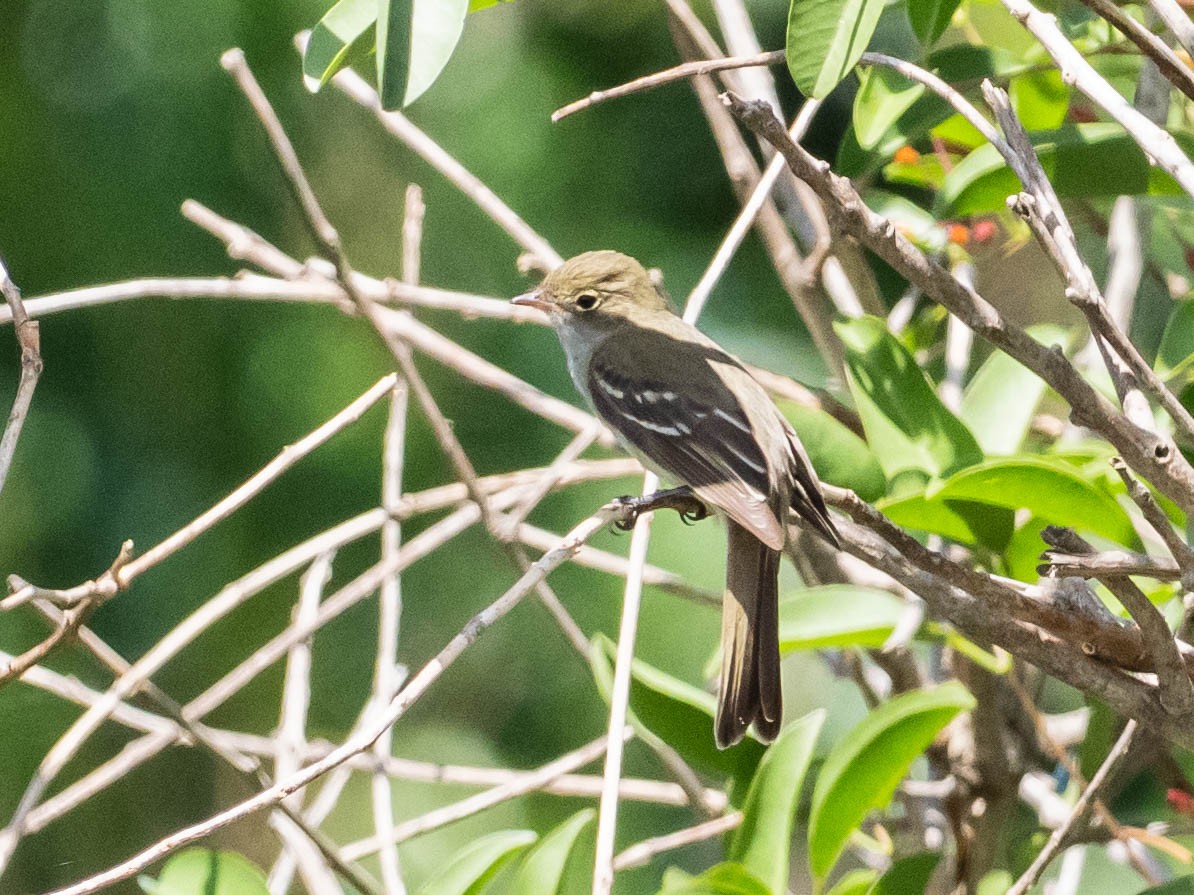Small-billed Elaenia - ML639626338