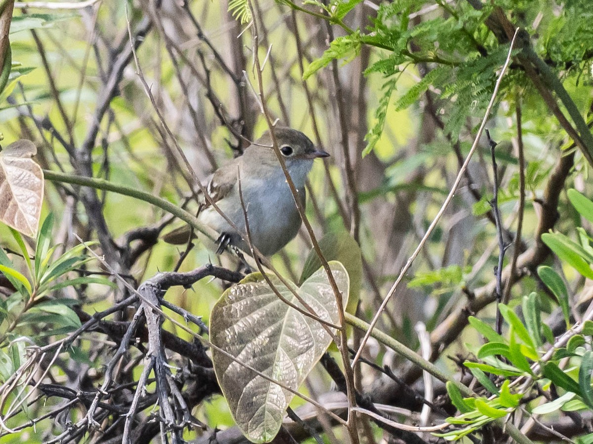 Small-billed Elaenia - ML639626339