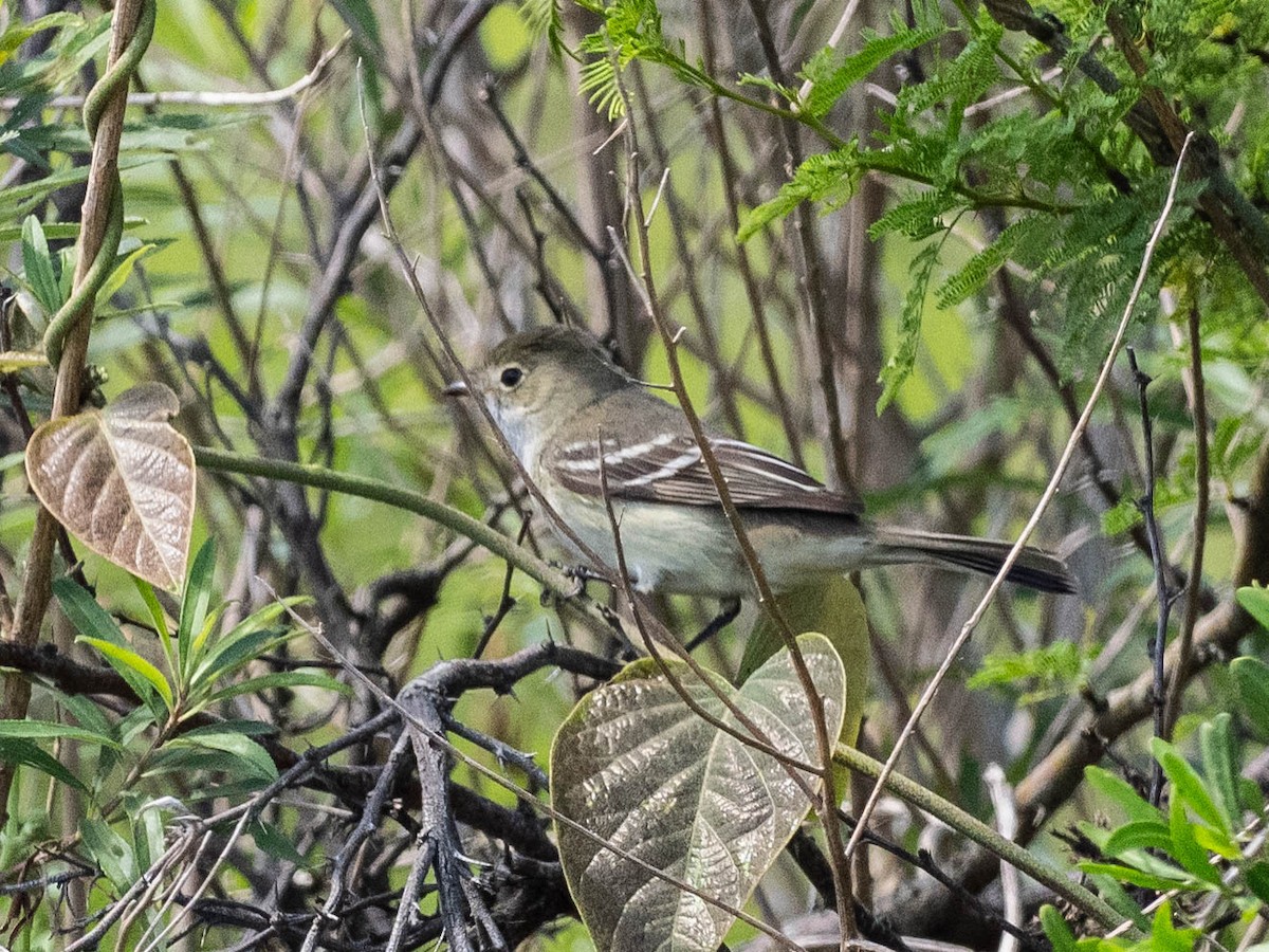 Small-billed Elaenia - ML639626340