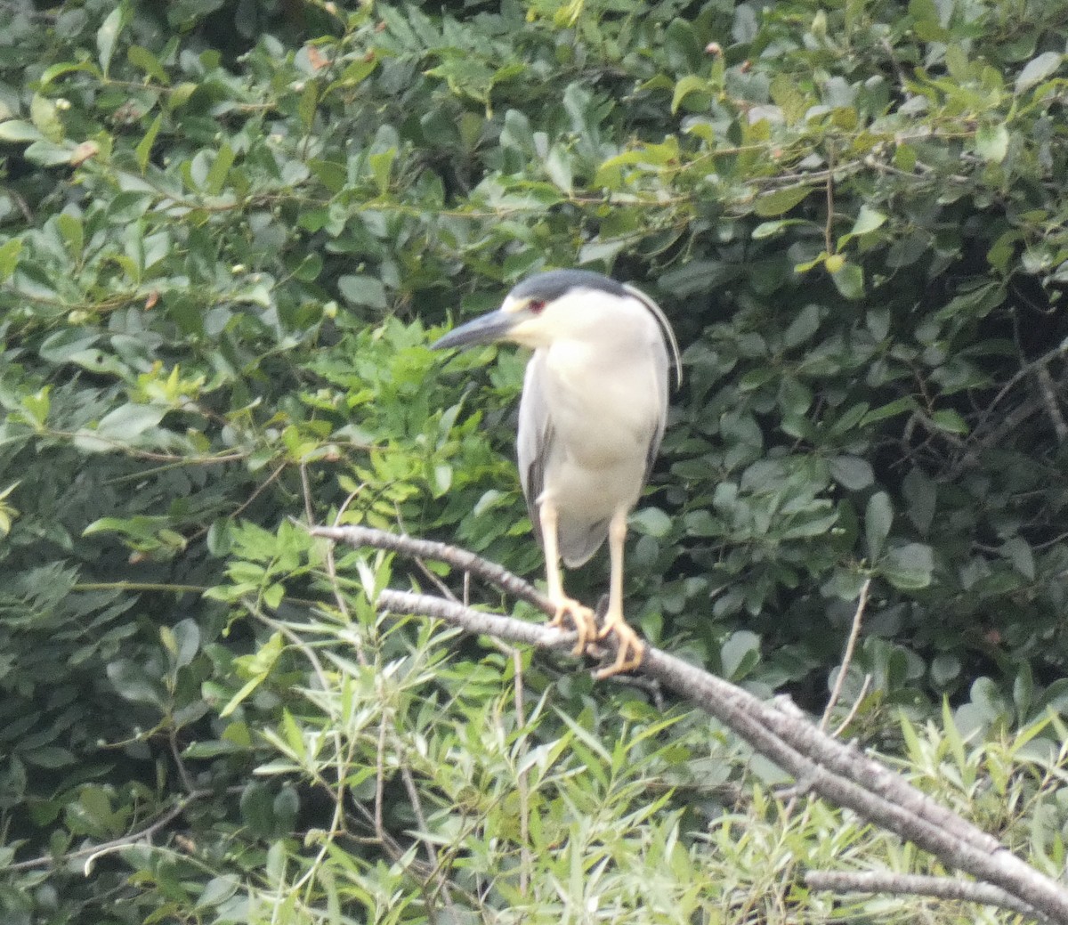 Black-crowned Night Heron - ML639626376