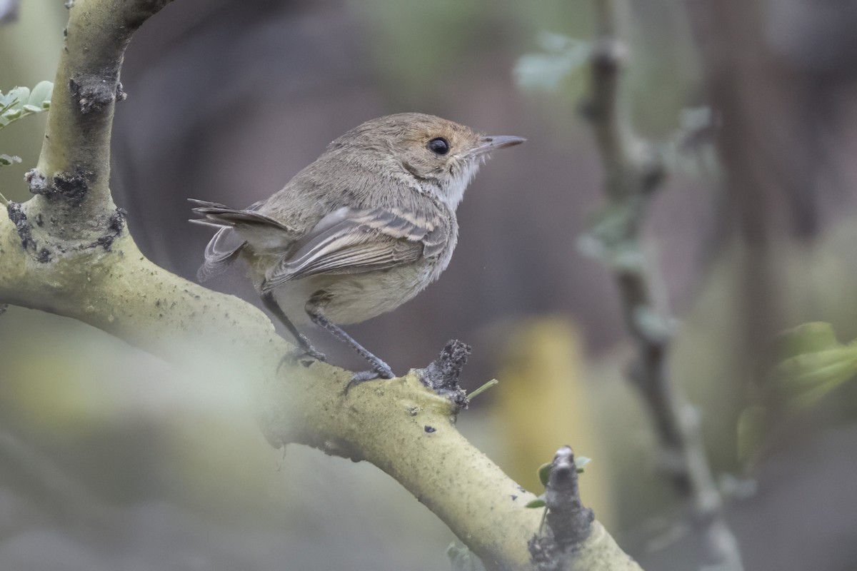Fulvous-faced Scrub-Tyrant - ML639626384