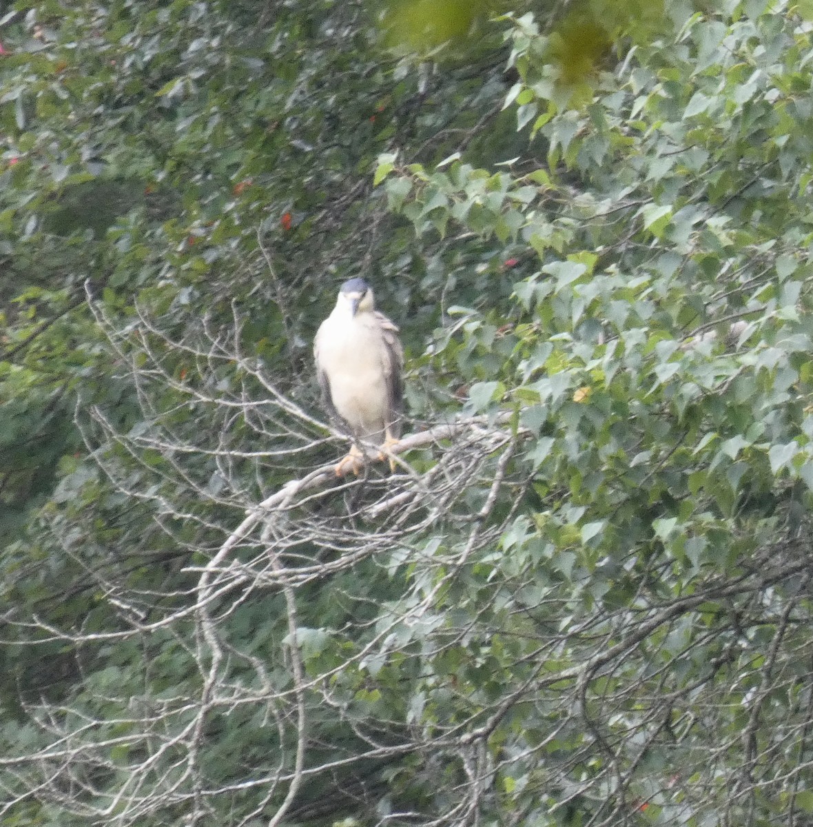Black-crowned Night Heron - ML639626396