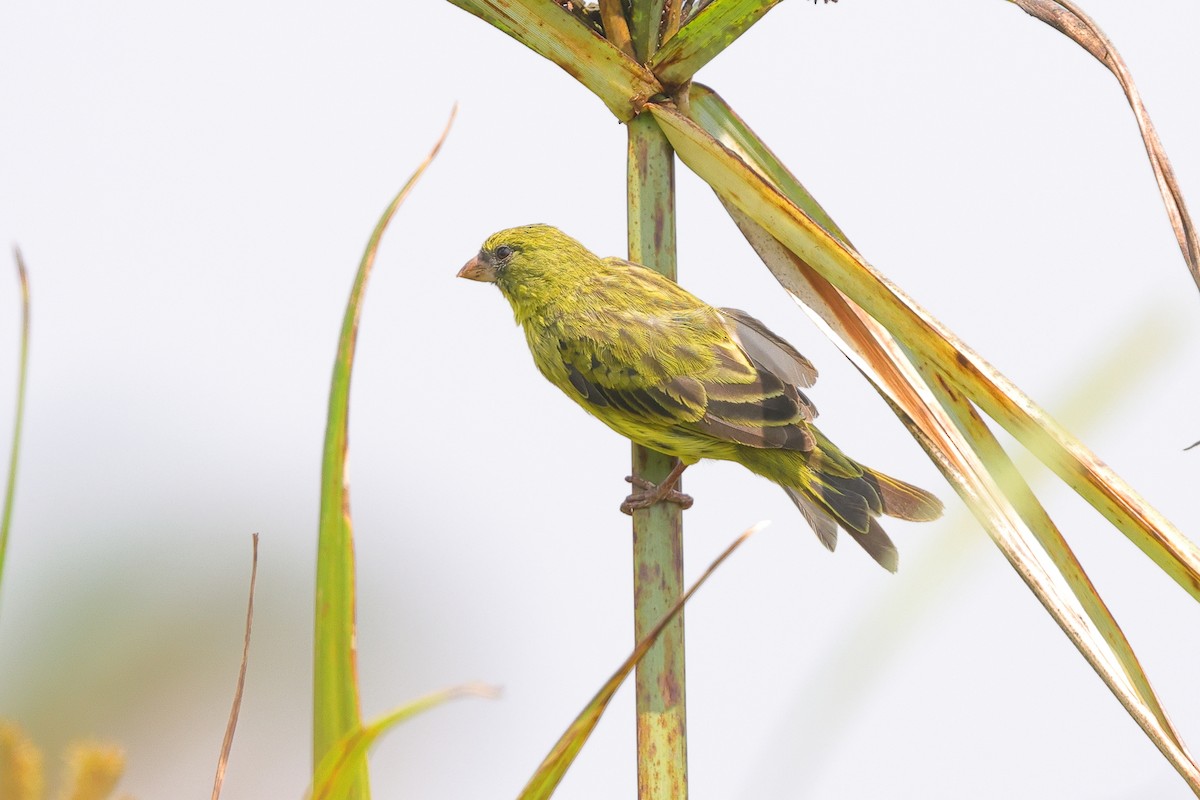 Papyrus Canary - ML639626407