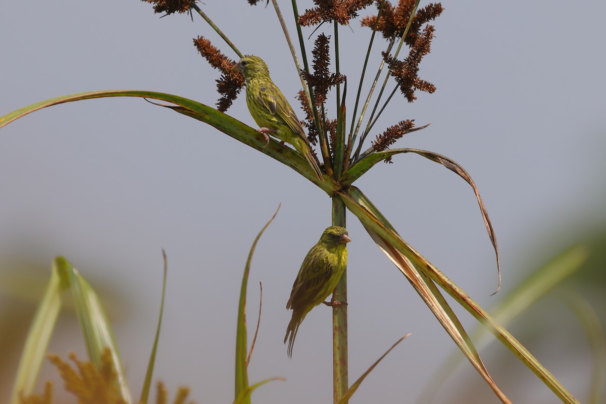 Papyrus Canary - ML639626408