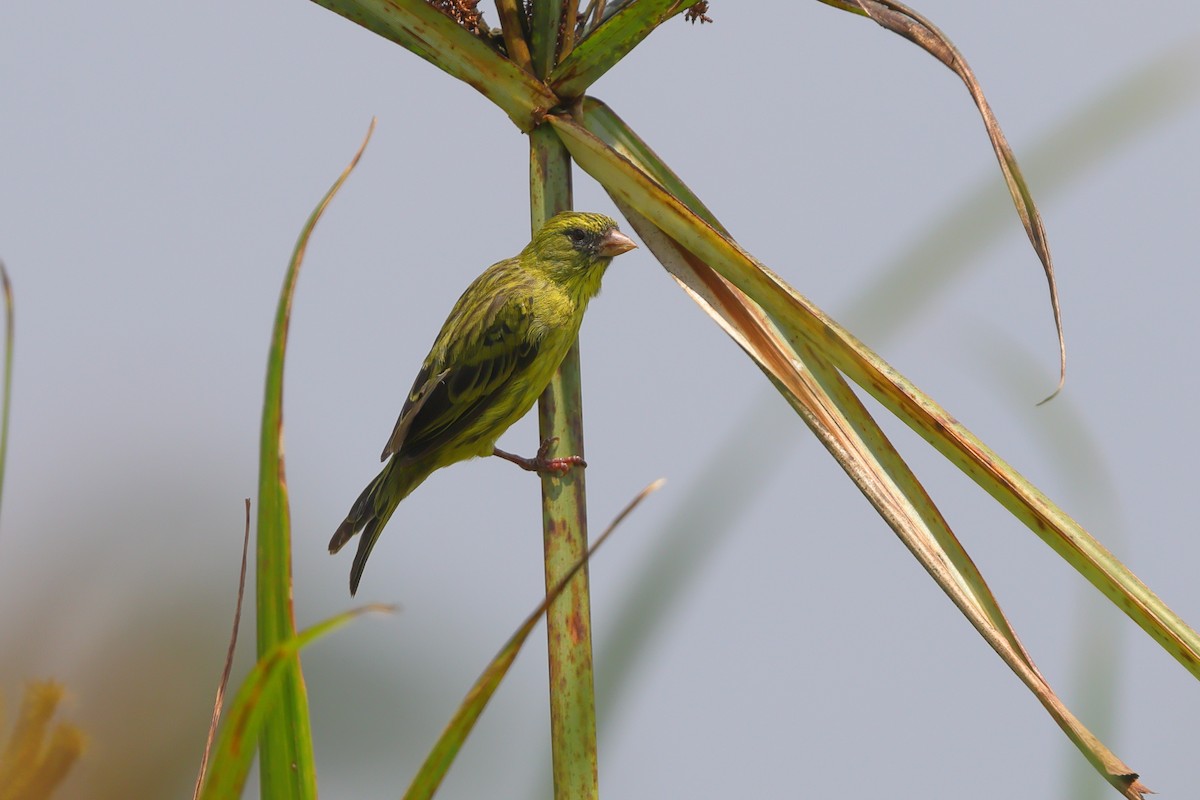 Papyrus Canary - ML639626409