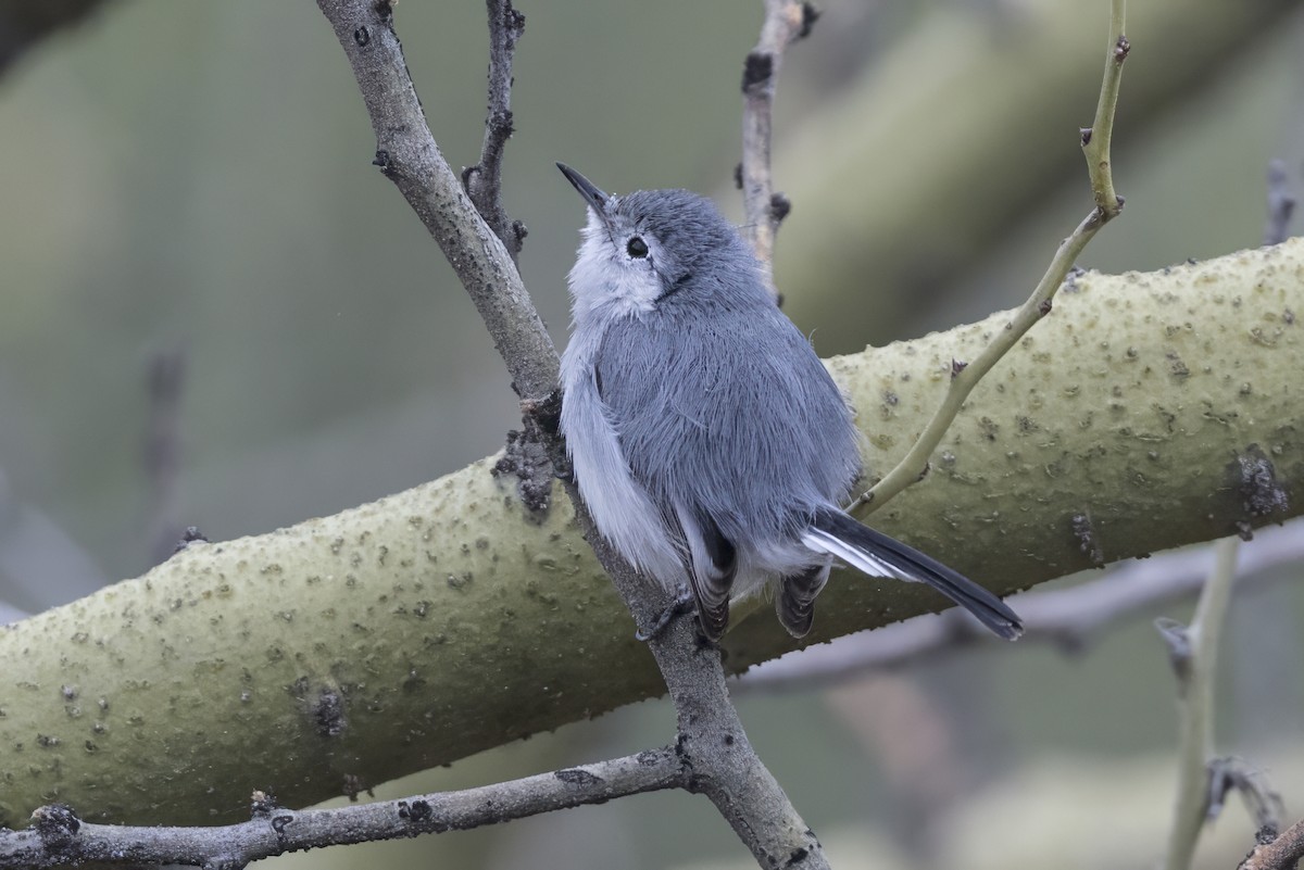 White-browed Gnatcatcher - ML639626416