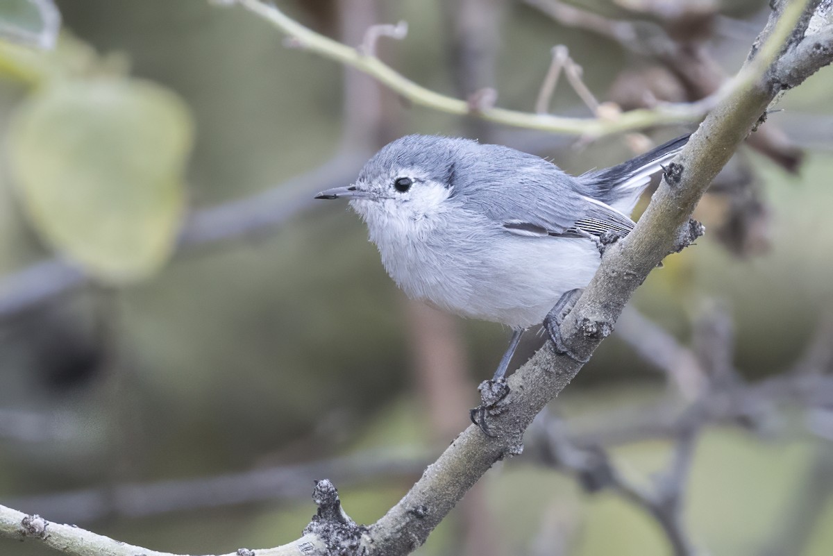 White-browed Gnatcatcher - ML639626425