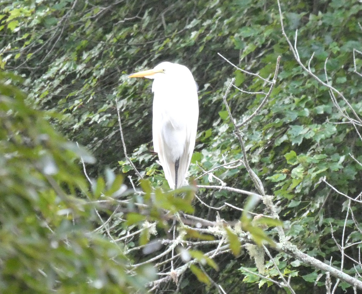 Great Egret - ML639626439