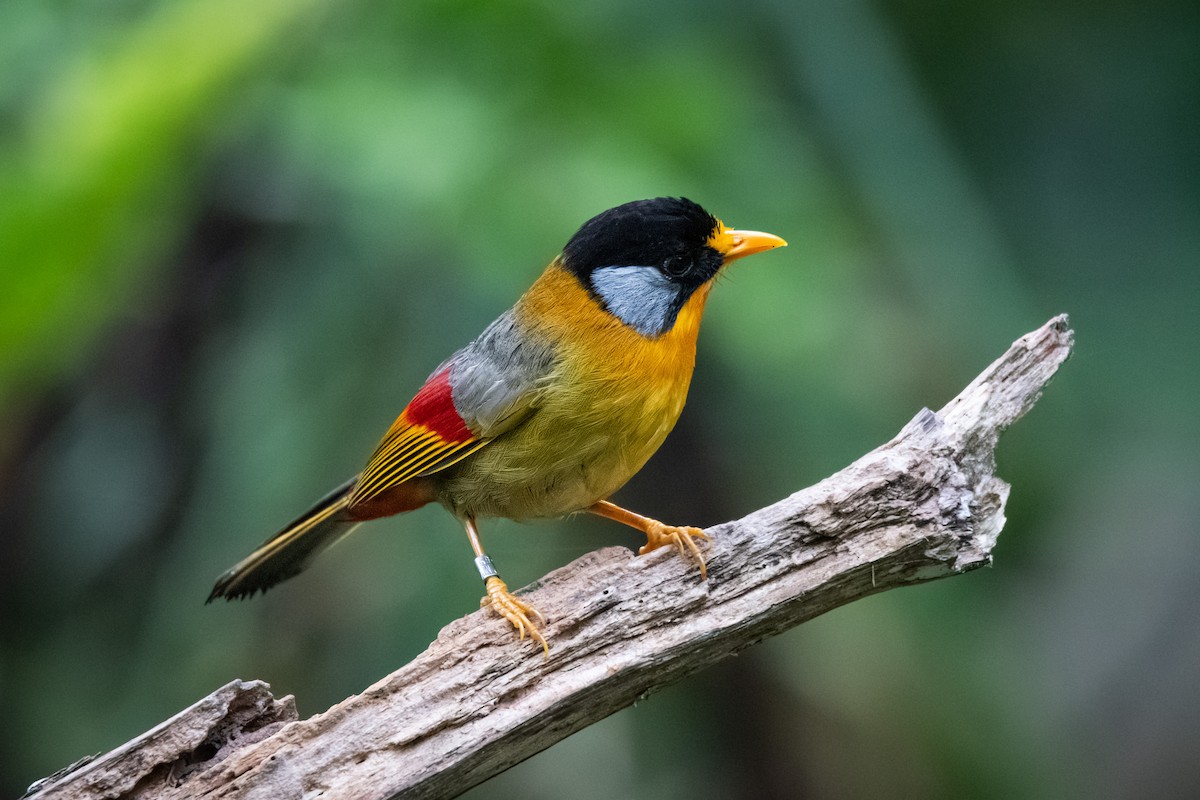 Silver-eared Mesia (Silver-eared) - ML639626476