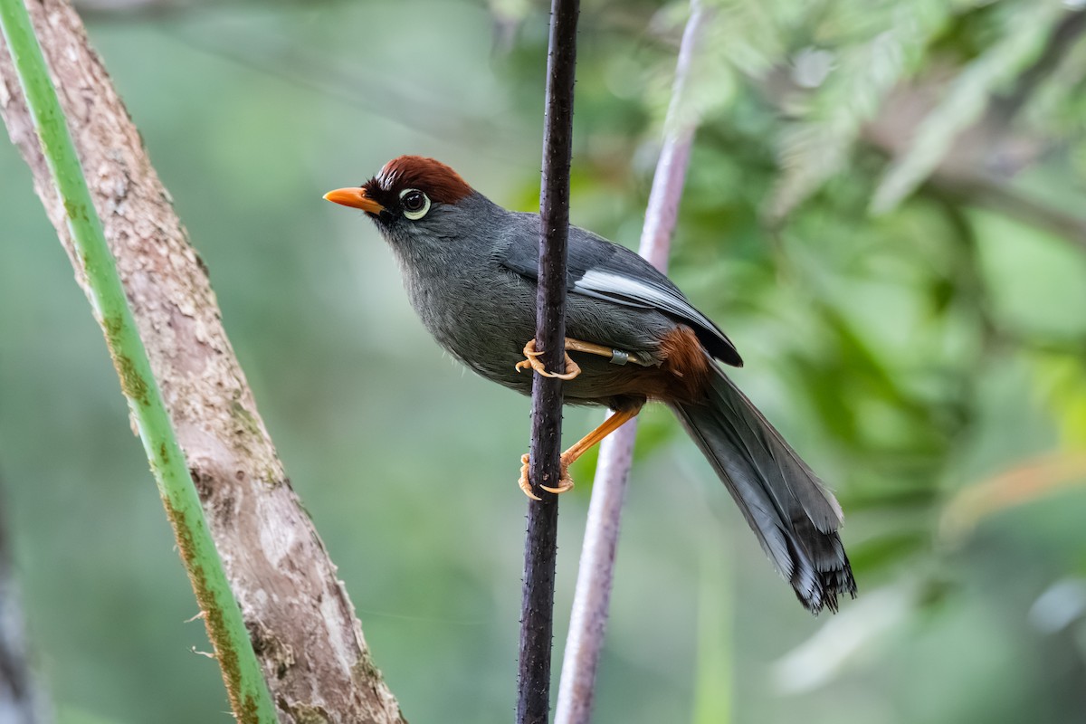 Chestnut-capped Laughingthrush - ML639626487