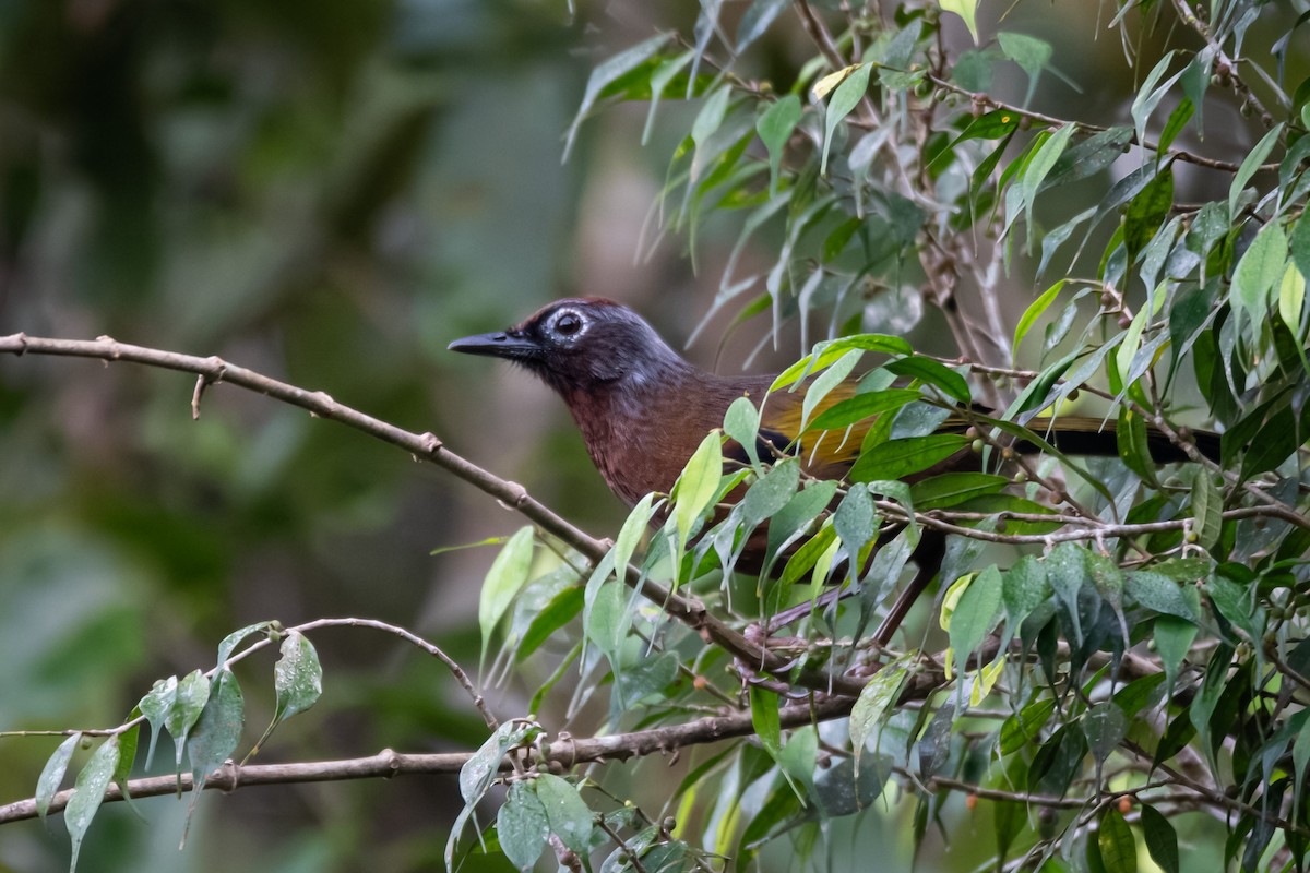 Malayan Laughingthrush - ML639626493