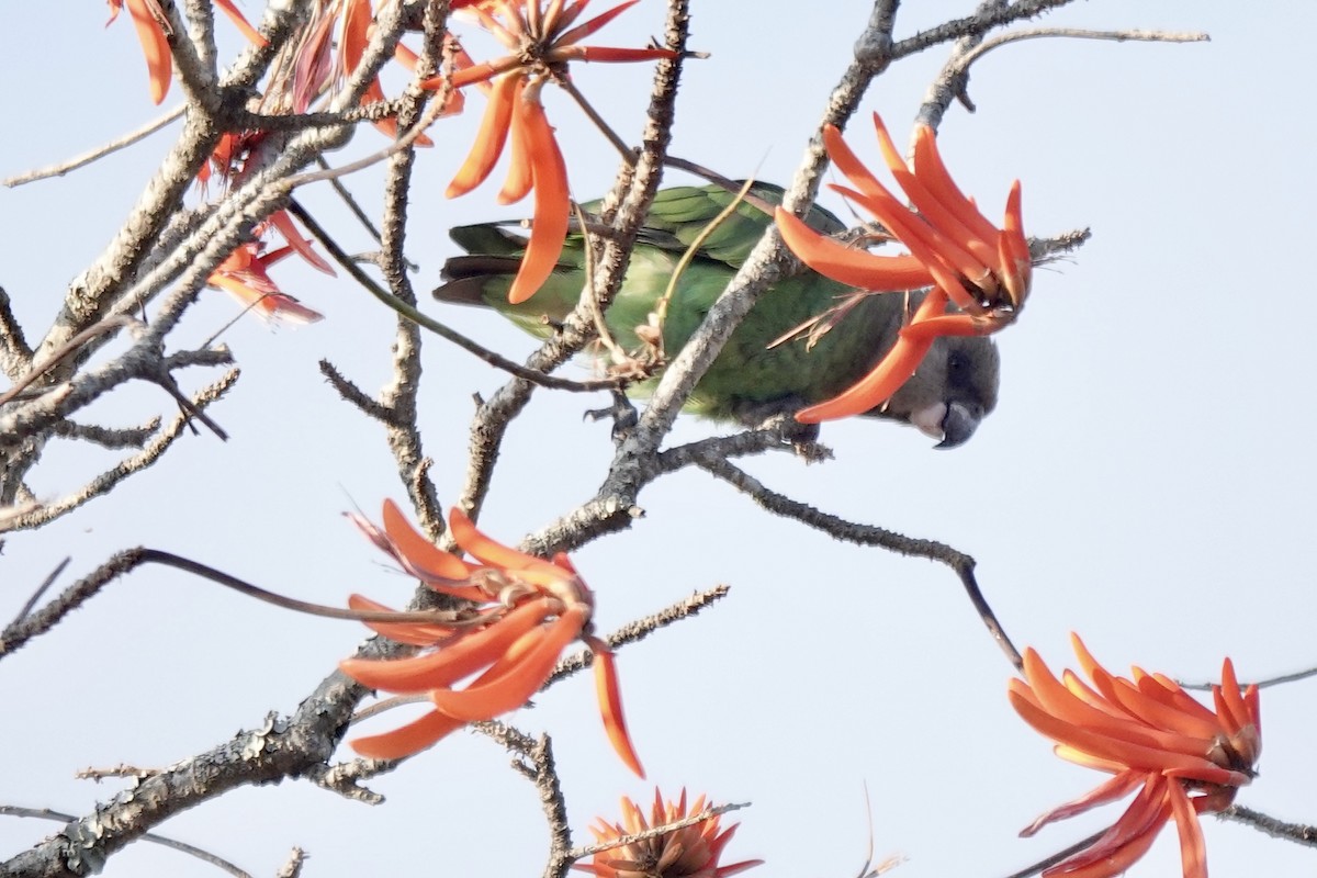 Brown-headed Parrot - ML639626511