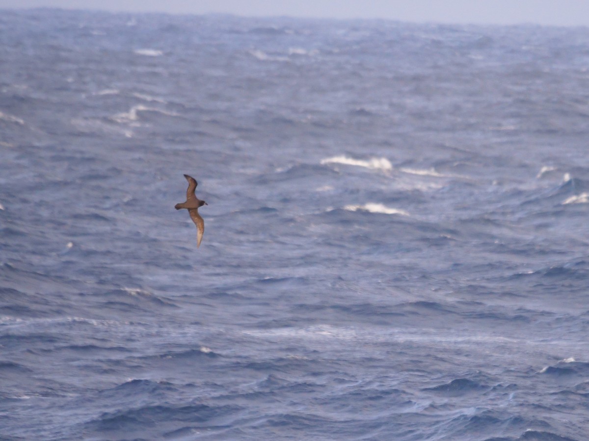 Gray-faced Petrel - ML639626524